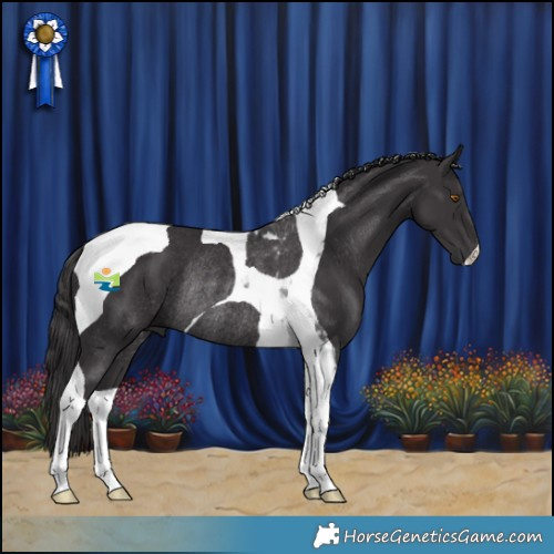 Horse Color:Smoky Black Tobiano Rabicano 