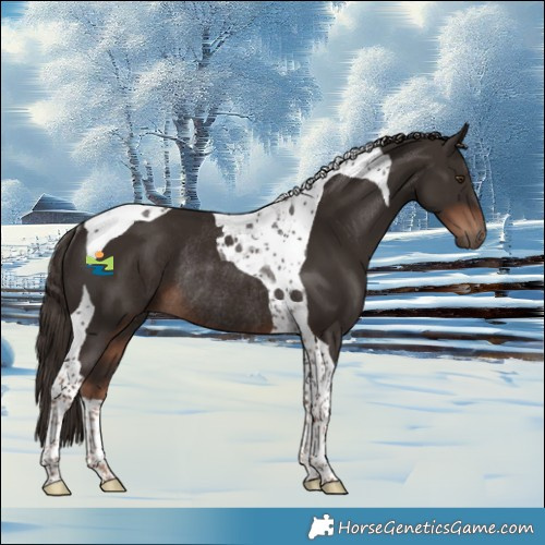 Horse Color:Liver Chestnut Tobiano Rabicano