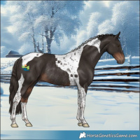 Horse Color:Liver Chestnut Tobiano Rabicano 