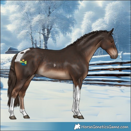 Horse Color:Liver Chestnut Tobiano Rabicano