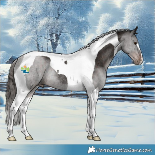 Horse Color:Liver Chestnut Tobiano Rabicano