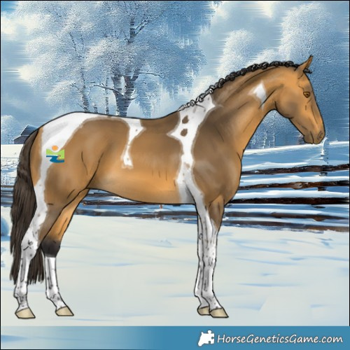 Horse Color:Buckskin Tobiano 