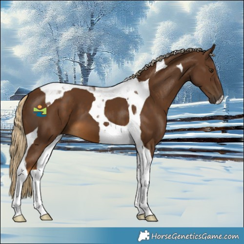 Horse Color:Chocolate Palomino Tobiano