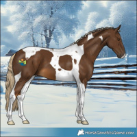 Horse Color:Chocolate Palomino Tobiano 