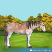 Horse Color:White Spotted Bay Splash and White Spotted Bay Splash