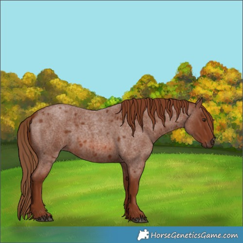 Horse Color:Red Roan 