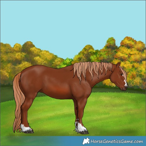 Horse Color:Chestnut 