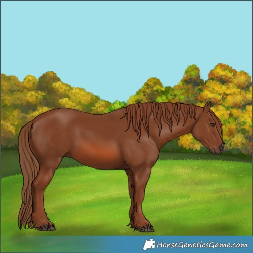 Horse Color:Chestnut 