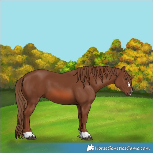 Horse Color:Chestnut 