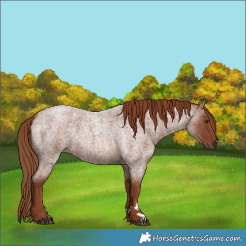 Horse Color:Red Roan 