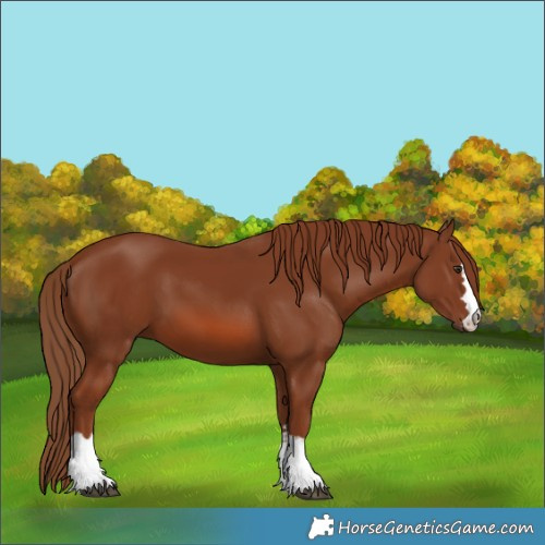 Horse Color:Chestnut 