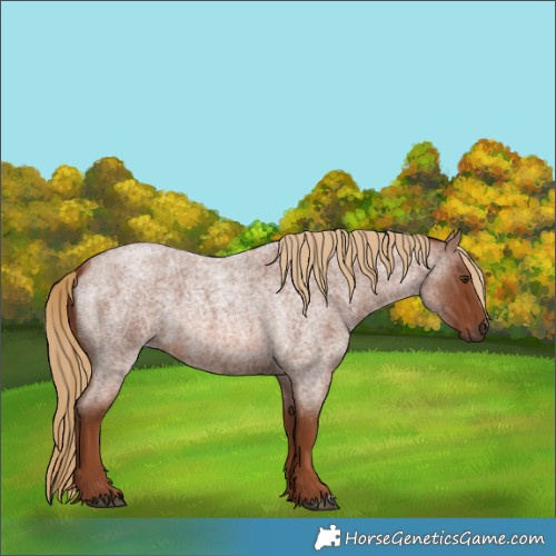 Horse Color:Red Roan 
