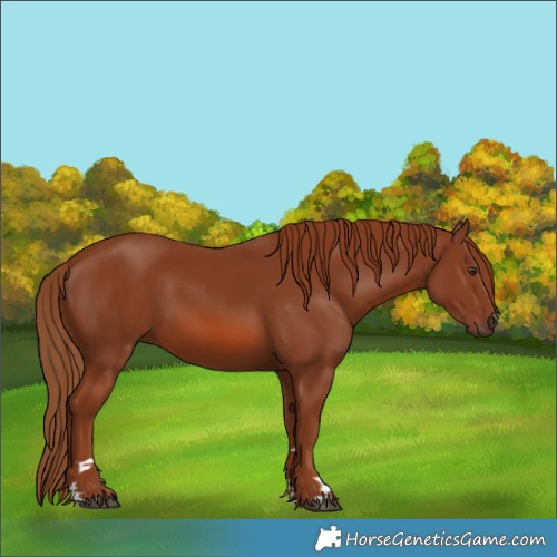 Horse Color:Chestnut 