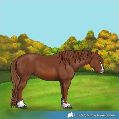 Horse Color:Chestnut 