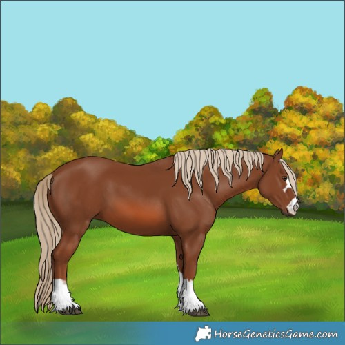 Horse Color:Chestnut 