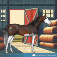 Horse Color:Brown Splash