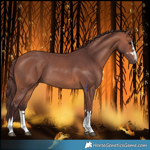 Horse Color:Chocolate Bay Mushroom Rabicano 
