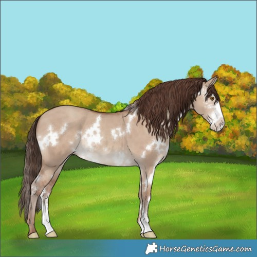 Horse Color:White Spotted Classic Champagne Dun Sabino 