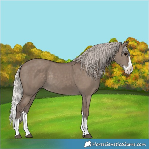 Horse Color:Silver Grullo Sabino Splash Rabicano 