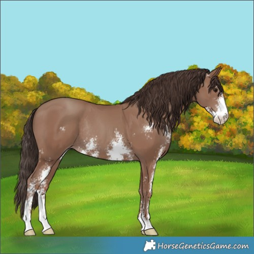 Horse Color:Classic Champagne Sabino Rabicano 