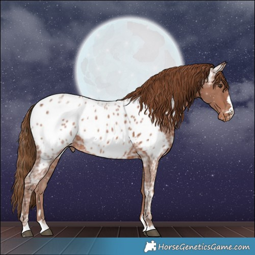 Horse Color:Chestnut Ice Appaloosa