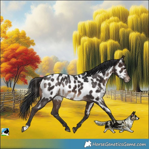 Horse Color:Brown Appaloosa Rabicano