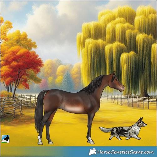 Horse Color:Bay Appaloosa Rabicano 