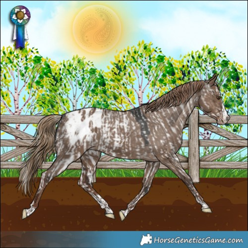 Horse Color:White Spotted Liver Red Dun Appaloosa Rabicano and Liver Red Dun Splash Tobiano Appaloosa Rabicano