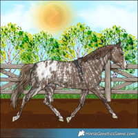 Horse Color:White Spotted Liver Red Dun Appaloosa Rabicano  and Liver Red Dun Splash Tobiano Appaloosa Rabicano 