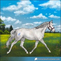 Horse Color:Cremello Splash and Cremello Splash
