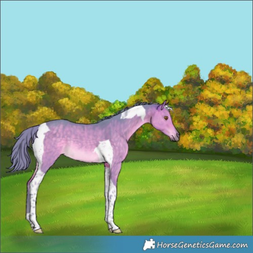 Horse Color:Watercolor Buckskin Dun Tobiano Rabicano 