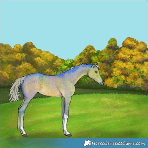 Horse Color:Watercolor Chocolate Palomino Dun Tobiano Rabicano 