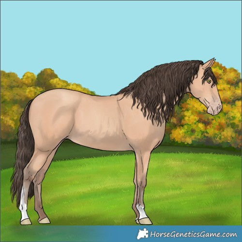 Horse Color:Amber Champagne Tobiano 