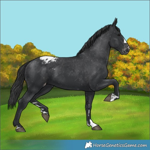 Horse Color:Black Appaloosa 