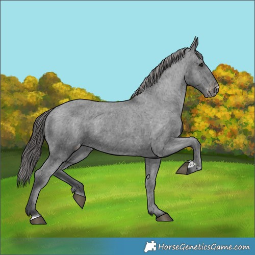 Horse Color:Black Appaloosa 