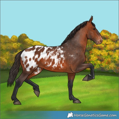 Horse Color:Bay Appaloosa 
