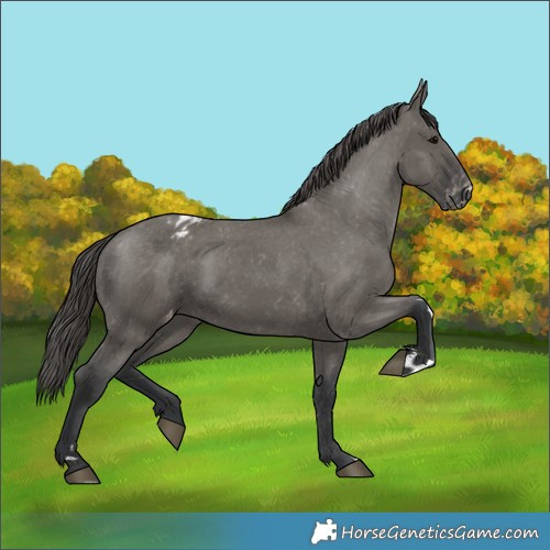 Horse Color:Grullo Appaloosa 