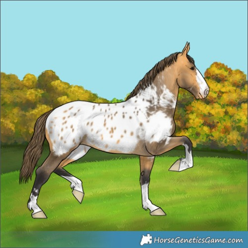 Horse Color:Buckskin Near Leopard 