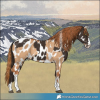 Horse Color:Liver Chestnut Appaloosa and Red Dun Appaloosa
