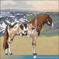 Horse Color:Liver Chestnut Appaloosa  and Red Dun Appaloosa 