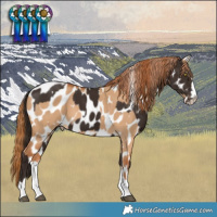 Horse Color:Liver Chestnut Appaloosa  and Red Dun Appaloosa 