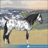 Horse Color:Blue Roan Appaloosa 
