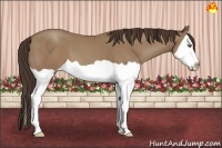 Horse Color:Classic Champagne Splash