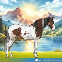 Horse Color:Sable Champagne Dun Tobiano Appaloosa  and Bay Tobiano Appaloosa 