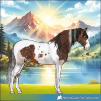 Horse Color:Sable Champagne Dun Tobiano Appaloosa  and Bay Tobiano Appaloosa 