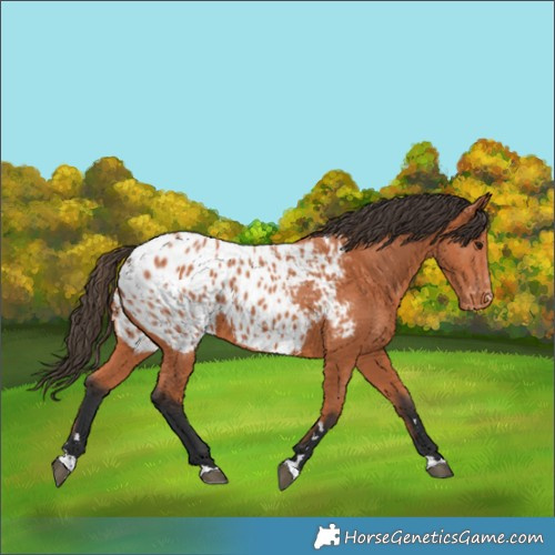 Horse Color:Bay Appaloosa 