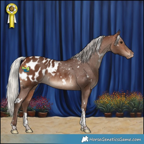 Horse Color:White Spotted Silver Brown Tobiano Appaloosa