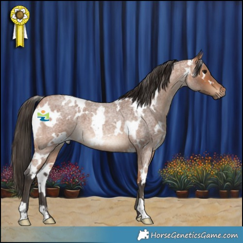 Horse Color:White Spotted Bay Roan 