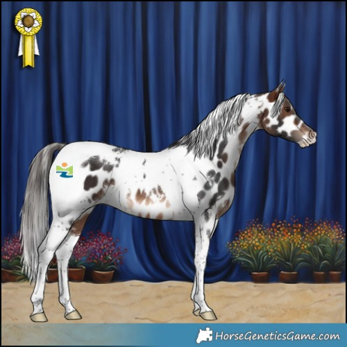 Horse Color:White Spotted Brown Tobiano Appaloosa 