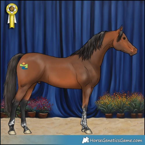 Horse Color:Bay Tobiano